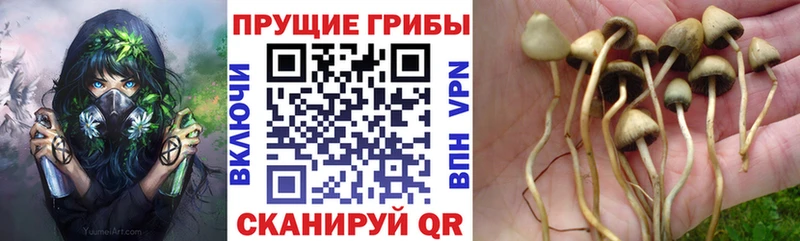omg зеркало  Улан-Удэ  Галлюциногенные грибы MAGIC MUSHROOMS 